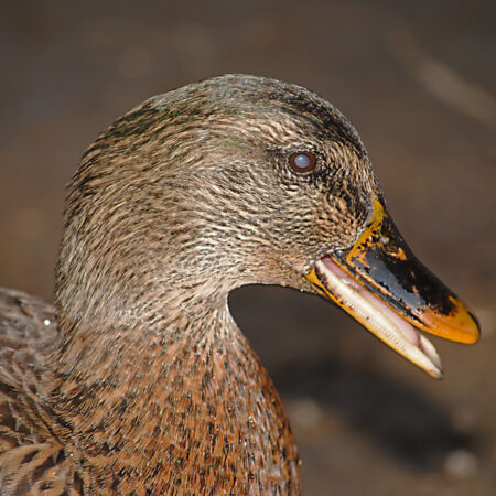 Mexican Duck Agua Caliente Park Tucson Arizona in pond