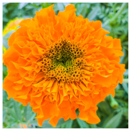 Orange Marigold Flower Print