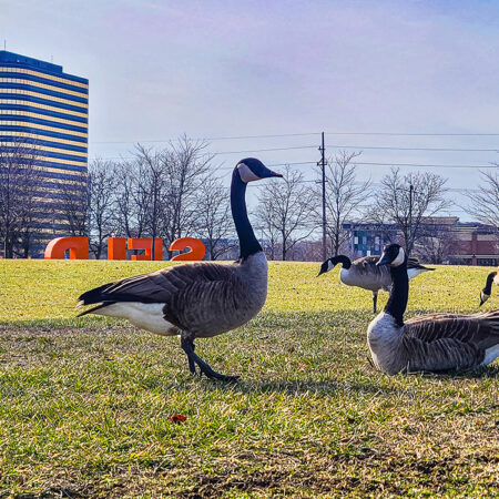 Canada Geese Southfield