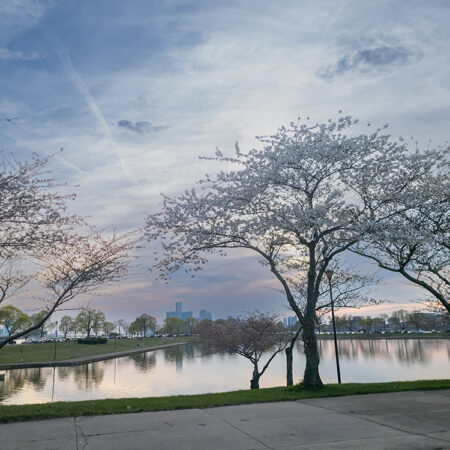 Crab Apple trees on Belle Isle