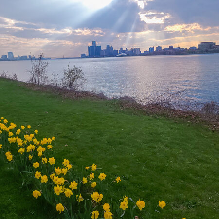 Belle Isle's yellow daffodils