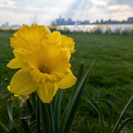 This stunning photo print showcases the natural beauty of Belle Isle, a beloved island park located in Detroit. The image shows a patch of yellow daffodils, one of many planted throughout the city as part of its spring beautification program. The Detroit skyline serves as a breathtaking backdrop, providing a glimpse of the city's urban landscape from the island park. The lush green grass by the Detroit River complements the flowers. This creates a picturesque view capturing the essence of springtime in Michigan.