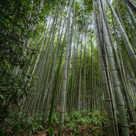 Step into a world of wonder and tranquility with this stunning photo of the Arashiyama Bamboo Grove in Kyoto, Japan. This magical forest is home to thousands of towering bamboo stalks, creating a captivating landscape that is both peaceful and awe-inspiring.