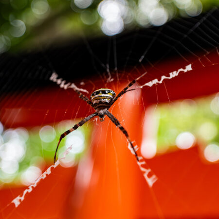 A vibrant Joro spider spinning a web among the vermilion torii gates of Fushimi Inari Taisha, a Shinto shrine dedicated to Inari, the god of rice and fertility in Kyoto, Japan