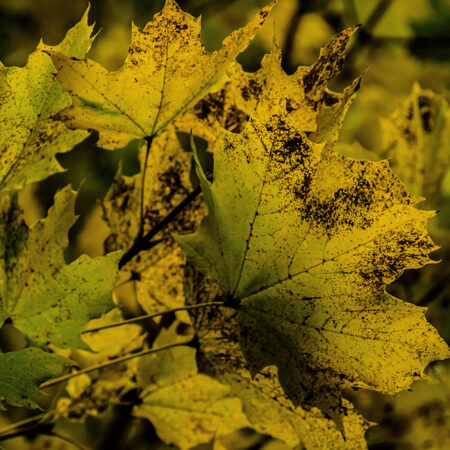 This stunning photo captures the essence of autumn in a single moment. Yellow leaves, crisp with the first frost, stick out of a pile, their vibrant color contrasting vividly with the muted tones of the background. The photo is a reminder of the beauty of nature and the passage of time. The composition of the photo is simple yet effective. The pile of leaves is centered in the frame, and the viewer's eye is drawn to the bright yellow leaves sticking out of the top. The background is blurred, which helps to focus the viewer's attention on the leaves.