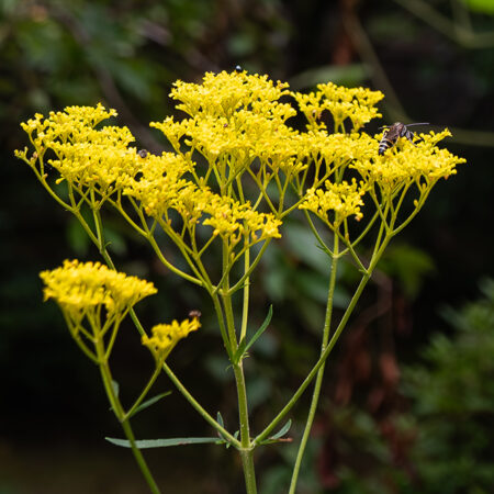 a bee pollinating a yellow Eastern Valerian flower, also known as Patrinia scabiosifolia located at the Jingu Shrine in Kyoto Japan.