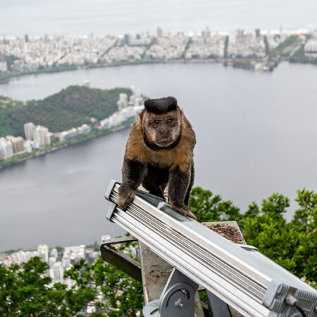 monkey perched atop a light fixture just outside of the iconic Christ the Redeemer