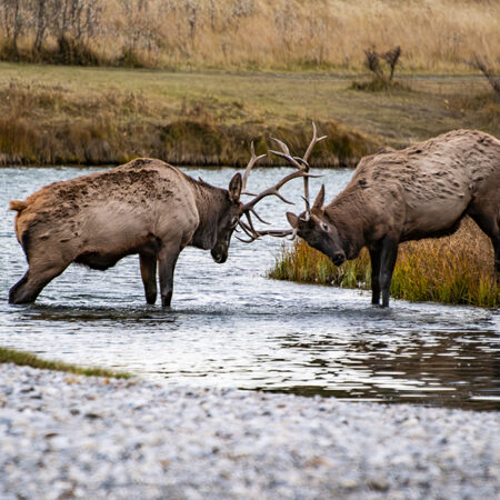 two moose butting heads in the pristine river waters of Banff National Park. This image perfectly encapsulates the essence of the wild, showcasing the majestic strength and rugged elegance of these incredible creatures.