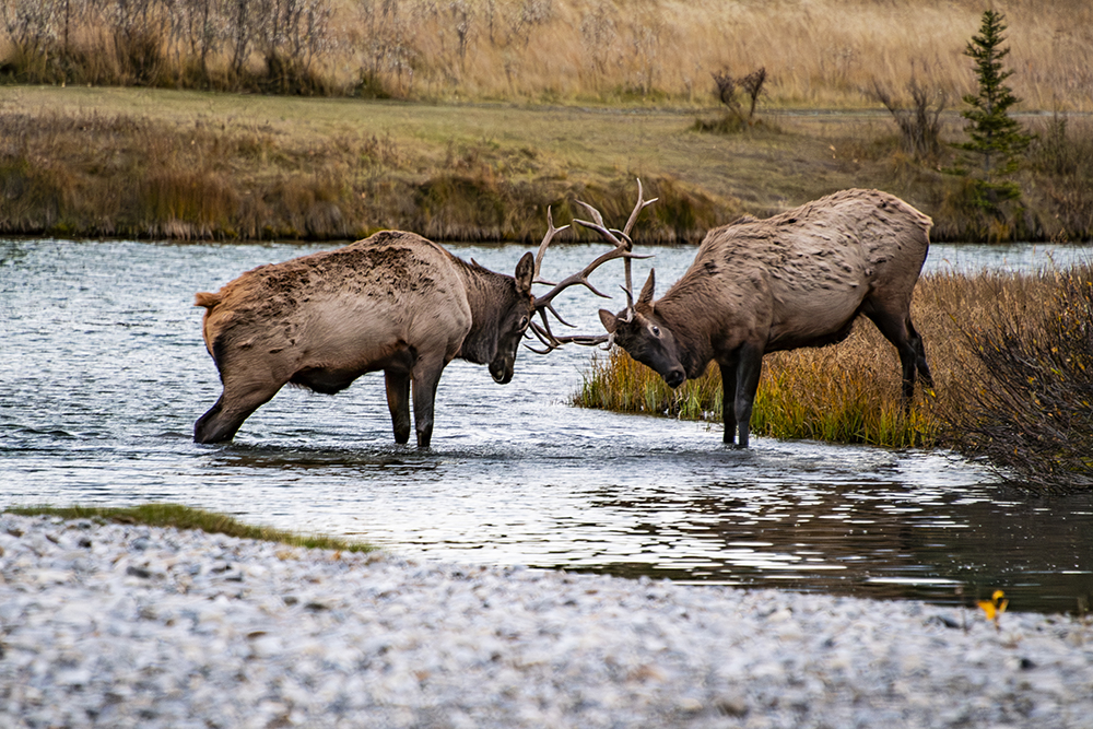 Majestic Clash: Two Moose Battling In Banff National Park – Stunning ...